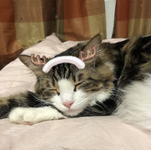 Meet your Posher, Joyce